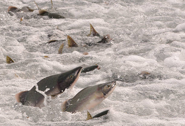 salmon - pembe somon stok fotoğraflar ve resimler