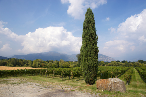 Provaglio d'Iseo (Bs), Franciacorta,Lombardy,Italy, a vineyard and a cypress