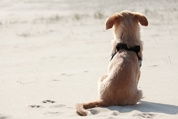 pequeno cachorro sozinho na praia - paw print animal track footprint beach imagens e fotografias de stock