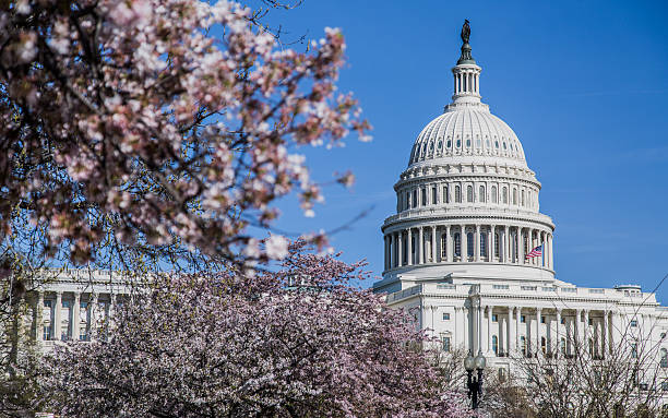 United States Capitol Building And Cherry Blossoms stock photo