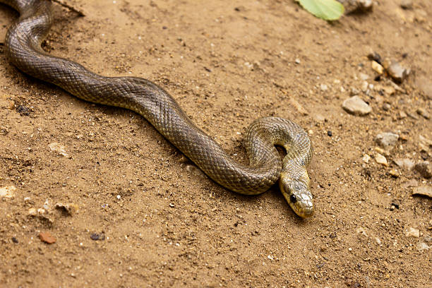 istock Natrix Maura snake 487813790