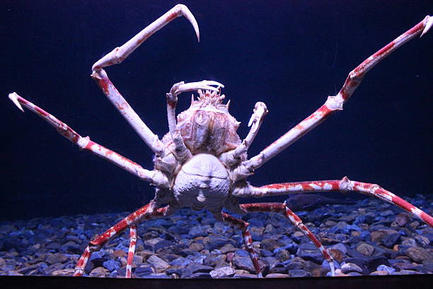 istock Huge crab in Lisbon Oceanario 487815162