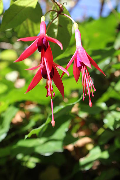 istock Pendant red and violet dogtooth violet 487815472