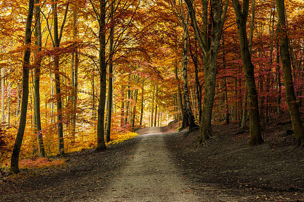 추절 가을맞이 임산 있는 경로 - autumn street single lane road tree 뉴스 사진 이미지