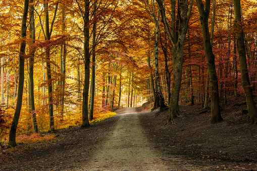 Autumn fall forest with pathway in beautiful orange, yellow and red colors. seasonal, autumn, nature, forest, fall themes