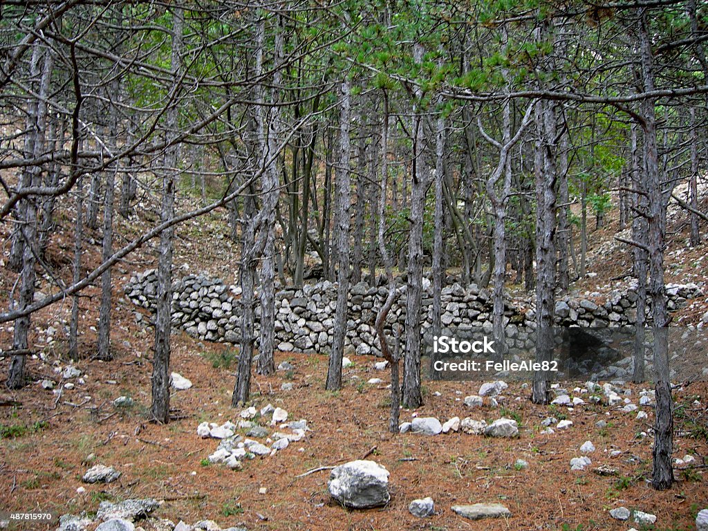 Forest view Krk island forest - Croatia 2015 Stock Photo