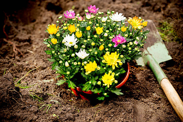 istock shovel and flower pot on sand 487816482