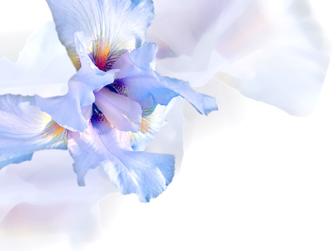 Beautiful floral background with white iris and place for text.