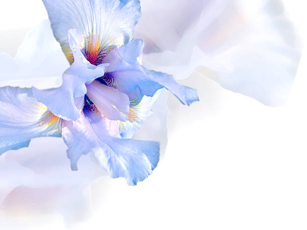 White iris. Beautiful floral background with white iris and place for text. blue iris stock pictures, royalty-free photos & images