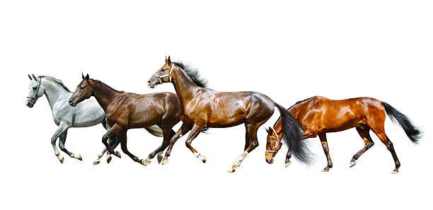 istock purebred horses isolated 487817354