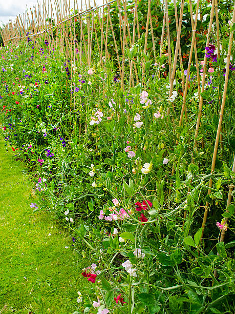 istock Row of Sweet Peas 487823796