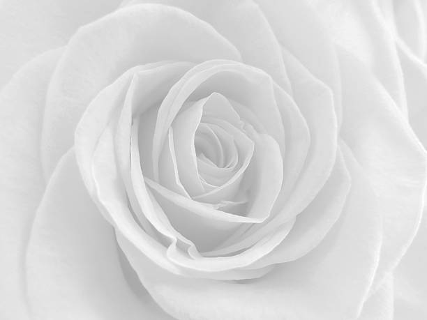 istock Pale black and white rose closeup. 487824886