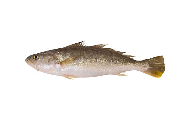 istock Croaker, Drum,Sciaenidae fish isolated on white 487824888