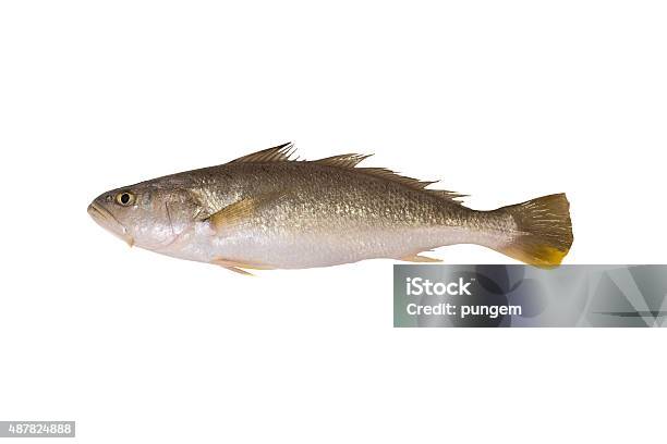 Croaker Drumsciaenidae Fish Isolated On White Stock Photo - Download Image Now - 2015, Cut Out, Fish