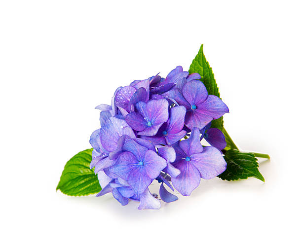 hortensia azul. - hydrangea fotografías e imágenes de stock