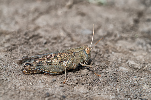 Wild mature grasshopper is sitting on the ground