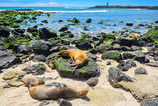 istock Fur seals at Punta Carola beach, Galapagos islands (Ecuador) 487826186