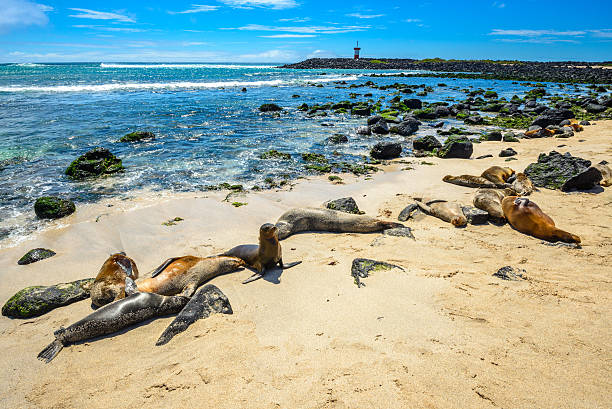 istock Fur seals at Punta Carola beach, Galapagos islands (Ecuador) 487826194