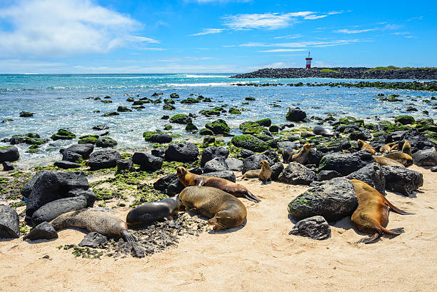 istock Fur seals at Punta Carola beach, Galapagos islands (Ecuador) 487826202
