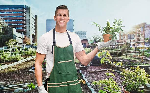 istock Male gardener in the vegetable garden 487826312