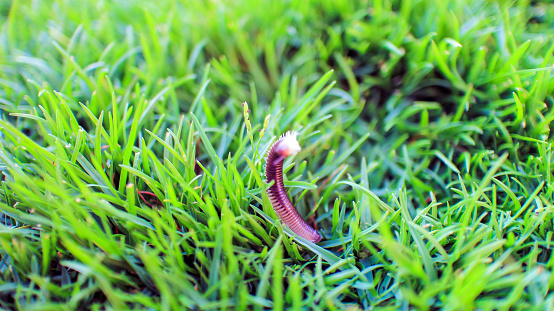 Cute worm and live grass