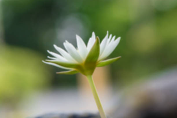 Image of Blur background with lotus flower, Abstract beautiful nature background, Shining logo with lotus symbol.