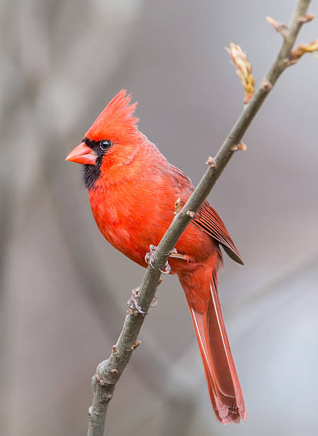 istock Northern Cardinal on Branch 487827124