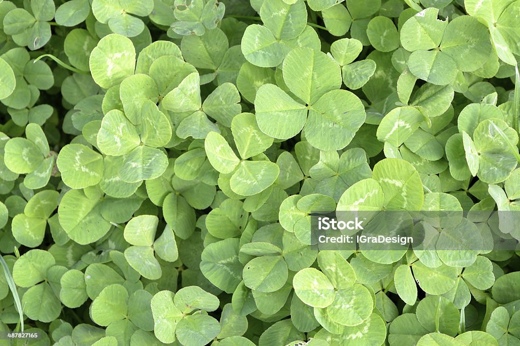 Find luck! Green field of clover in spring Agricultural Field Stock Photo