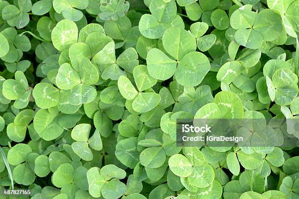 Find Luck Stock Photo - Download Image Now - Agricultural Field, Clover, Discovery