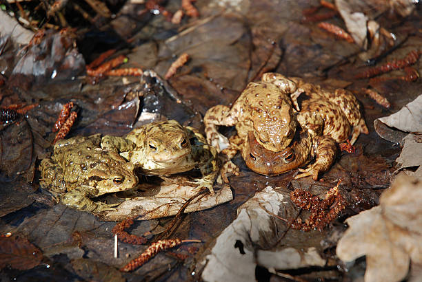 Toads family stock photo