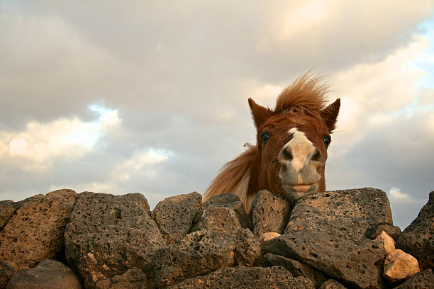 Cute horse stock photo