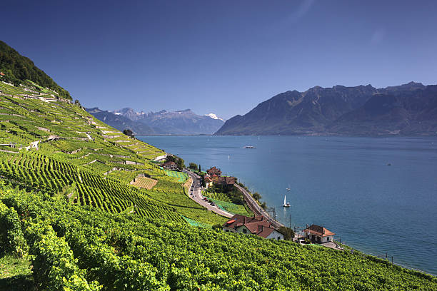 istock View Over Lake Geneva From the Lavaux Vines 487827849