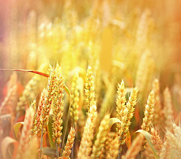 istock Rays of the setting sun on wheat field 487828291