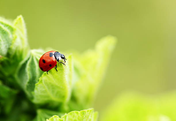 Ladybug on flower Ladybug on flower. seven spot ladybird stock pictures, royalty-free photos & images