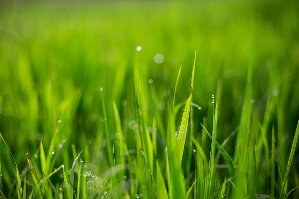 Fresh Green grass morning light over the Green field sunset dew stock pictures, royalty-free photos & images