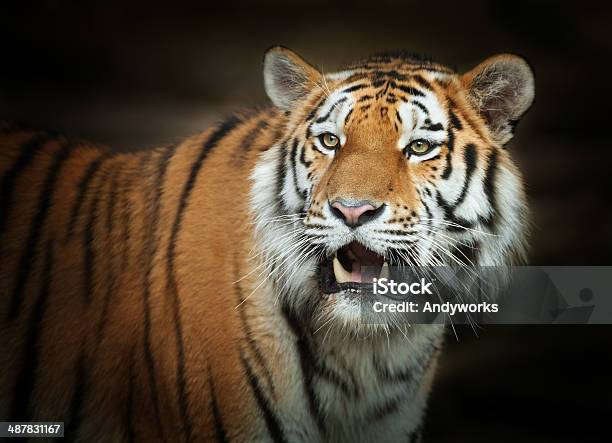 Wunderschöne Tiger Stockfoto und mehr Bilder von Abenddämmerung - Abenddämmerung, Dunkel, Einzelnes Tier
