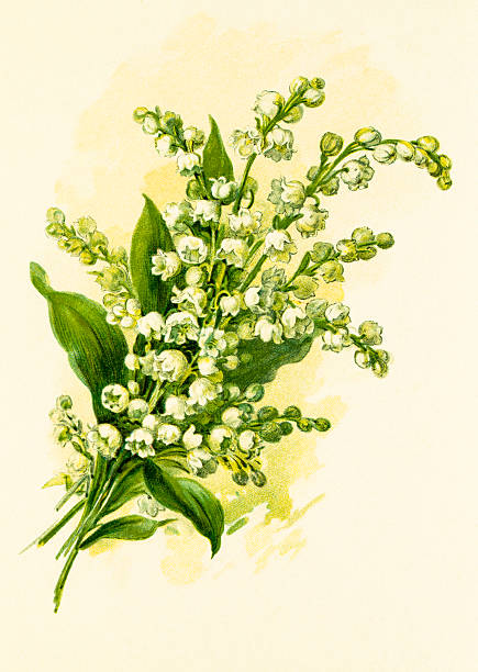 Lily of the valley 19 century illustration A digitally restored image of an original antique litho by Julius Hoeppner (1839-1893) from Schule der Blumenmalerei published in 1890. lily of the valley garden stock illustrations