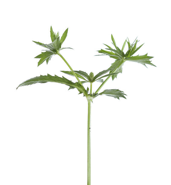 istock young seedlings of parsley 487831793