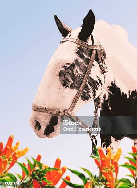 Testa Di Cavallo - Fotografie stock e altre immagini di Ambientazione esterna - Ambientazione esterna, Animale, Animale domestico