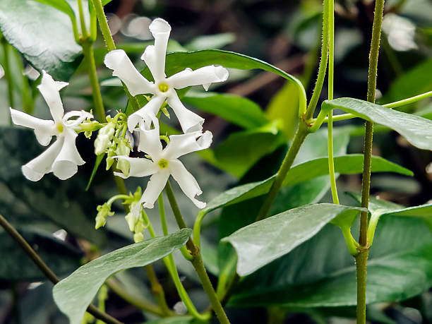 Jasminum Officinale Springtime in Franconia jasminum officinale stock pictures, royalty-free photos & images