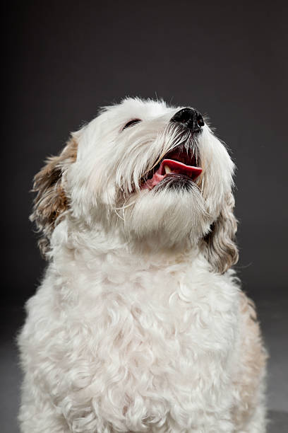istock White boomer dog on dark grey background. 487832213