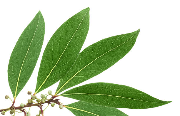 istock Green leaves of tree mandarin on isolated white background 487833277