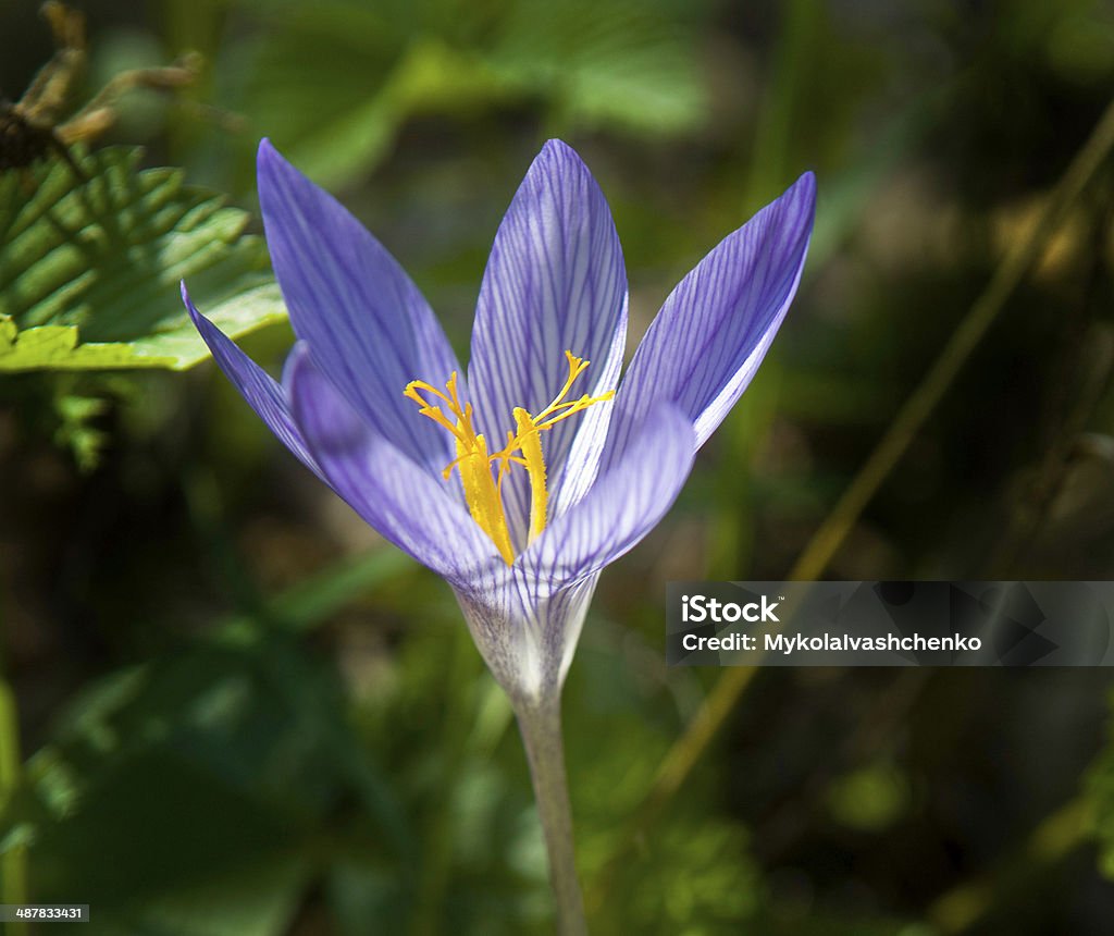 violet crocus against the green background Violet crocus is situated against the green plants background. Autumn Stock Photo