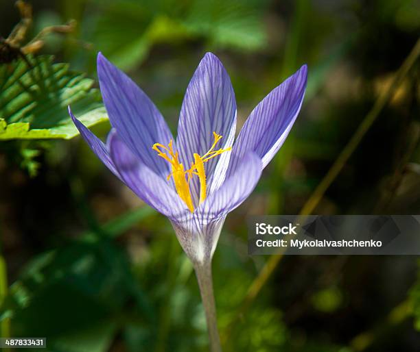 Violet Crocus Against The Green Background Stock Photo - Download Image Now - Autumn, Beauty In Nature, Blossom