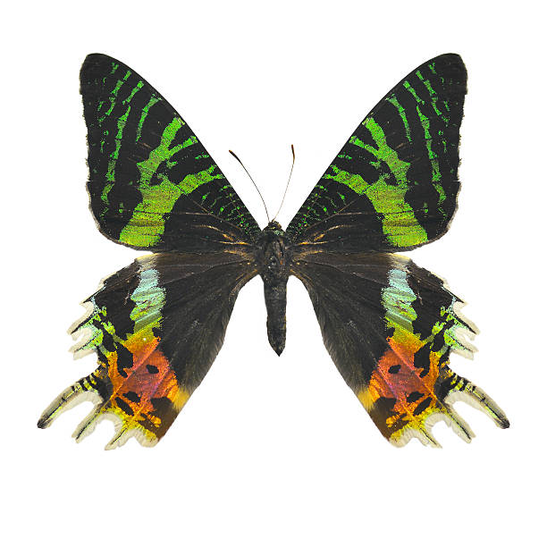 istock Beautiful Colorful butterfly 487834077