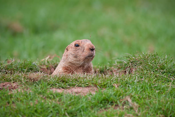 Groundhog A Groundhog in a Hole Looking Curiously groundhog stock pictures, royalty-free photos & images