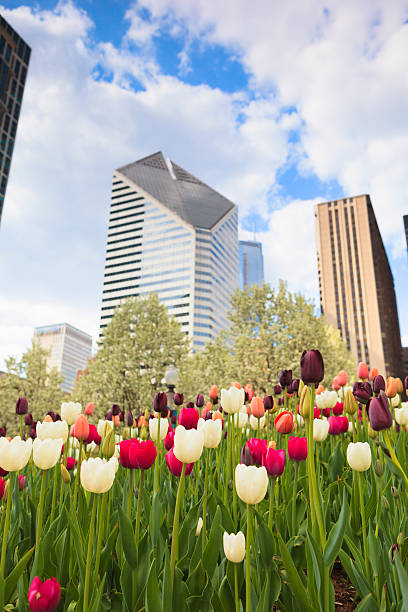 istock Flowers of Chicago 487834240
