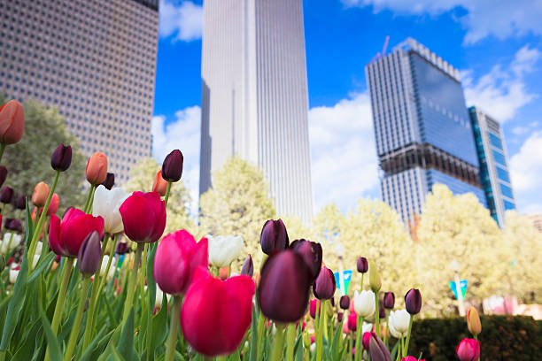 istock Flowers of Chicago 487834286