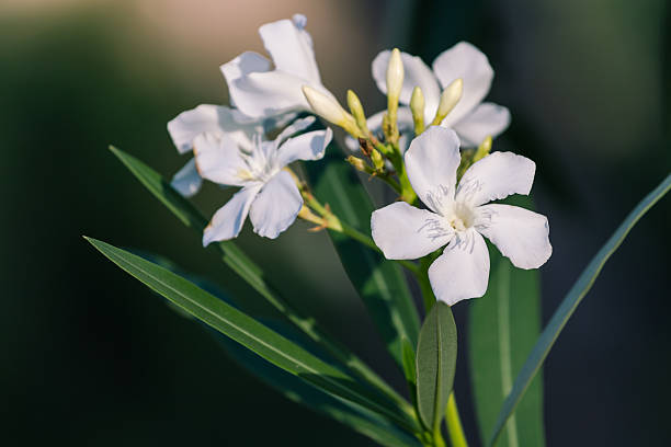 Oleander flor - foto de acervo