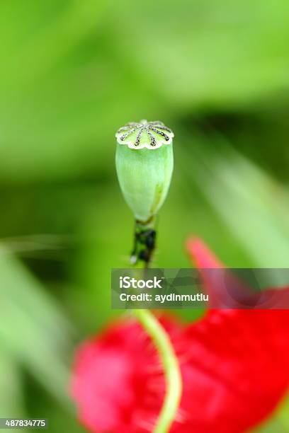 Foto de Papoula e mais fotos de stock de Beleza - Beleza, Beleza natural - Natureza, Cabeça da flor